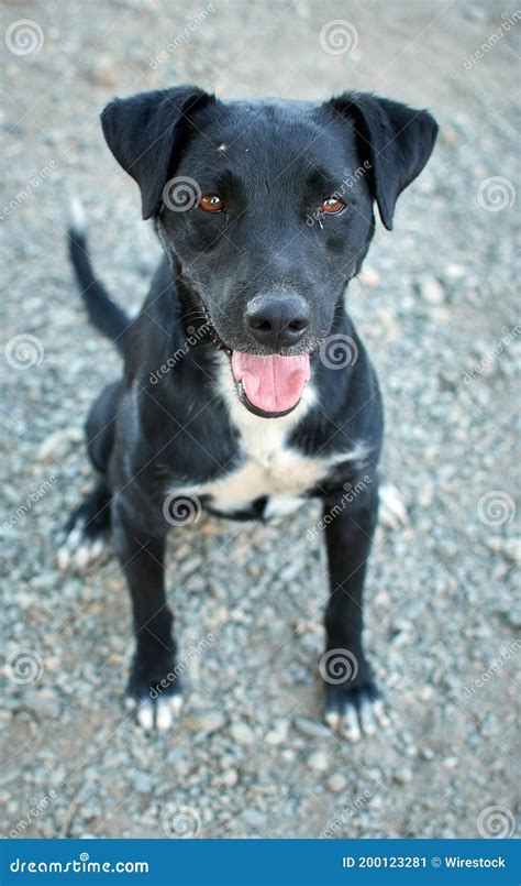 Vertical Shot Of A Cute Black Patterdale Terrier Dog Sitting On The