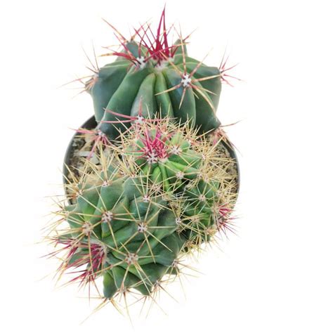 Ferocactus Stainesii F Prolifera Cm Cactaceae Giromagi Vendita