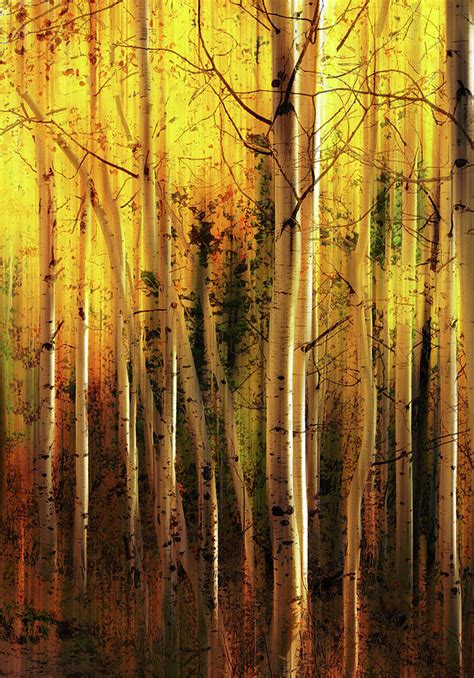 Aspen Glory Photograph By Dan Sproul Fine Art America