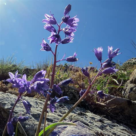 Wild Flower Society Bluebells The Armada Is Here Again