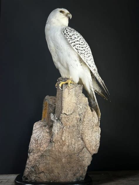 Mounted White Gyrfalcon Falco Rusticulos BEAST Interiors