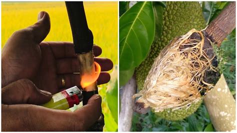 How To Air Layering JackFruit Tree Tip By Worm And Flame