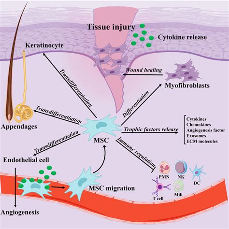 The Suggested Mechanisms Of Mesenchymal Stemstromal Cells