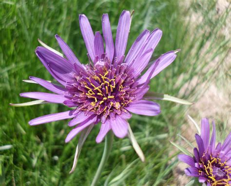 Ttm Purple Salsify Tragopogon Porrifolium Flowers