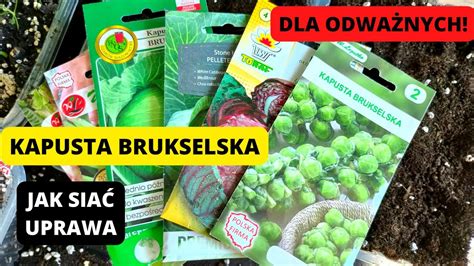 Jak Uprawia Brukselk Kiedy Sia Kapust Uprawa Kapusty Kapusta