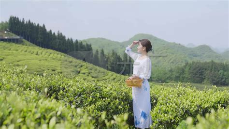 贵州茶山茶山采茶泡茶采茶美女3840x2160高清视频素材下载编号9318559实拍视频光厂vj师网