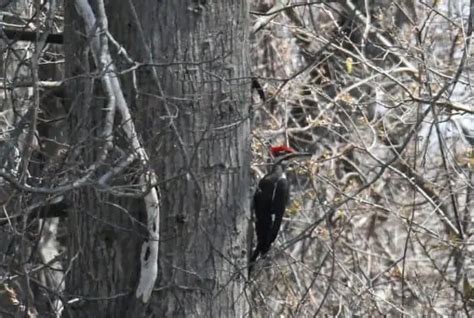 8 Types of Woodpeckers in Wisconsin (Pictures) - Bird Feeder Hub