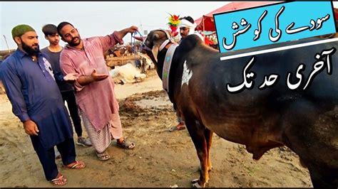 Wednesday Latest Update Cow Mandi Lahore Cattle Of Pakistan