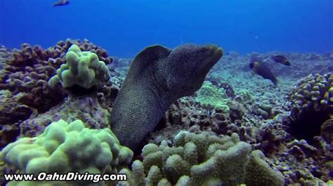 Nautilus Reef Oahu Scuba Dive Waikiki Youtube