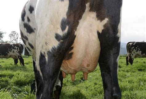 Cómo se desarrolla la ubre durante el crecimiento de las vacas