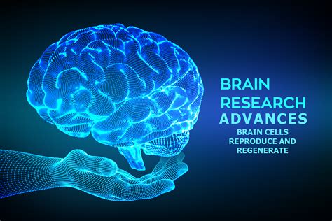 Advance Research Show How Brain Cells Reproduce And Regenerate The Shortform Medium