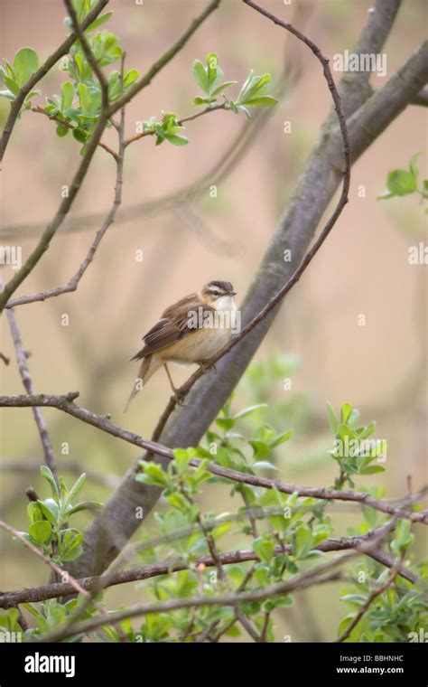 Sedge Warbler Acrocephalus Schoenobaenus Adult Male Perched On A Willow