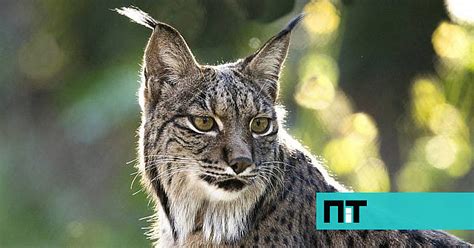 Vai Ser Libertado Um Casal De Lince Ibérico No Vale Do Guadiana Nit