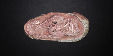 Preserved Dinosaur Embryo Found Inside Fossilized Egg Science News