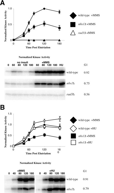 The Rad Rad Nbs Complex Is Required For Full S Phase Dna Damage