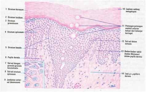 HISTOLOGI: 10. KULIT