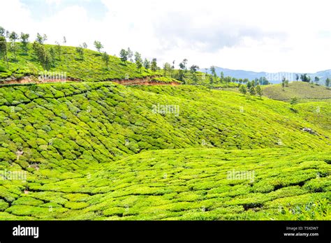 Tea Plantations in Munnar Stock Photo - Alamy