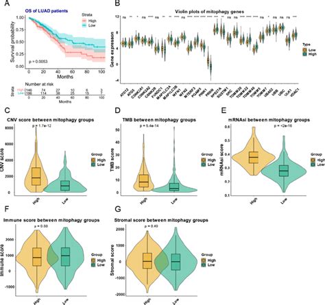 The Mitophagy Clusters And Their Relationship With Tmb Total Cnvs