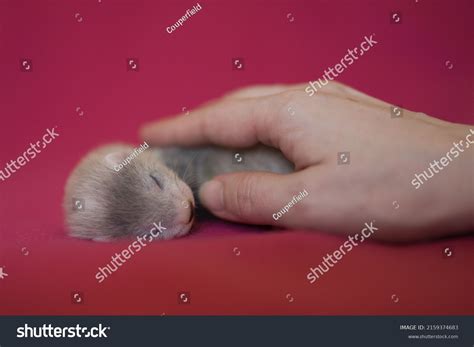 2,092 Ferret baby Images, Stock Photos & Vectors | Shutterstock