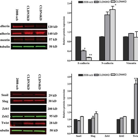 Cldn3 And Cldn4 Regulate The Expression Of Emt Markers A Western