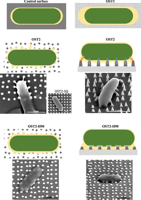 Schematics And SEM Images Top And Side Views Of The Cell Nanopillar