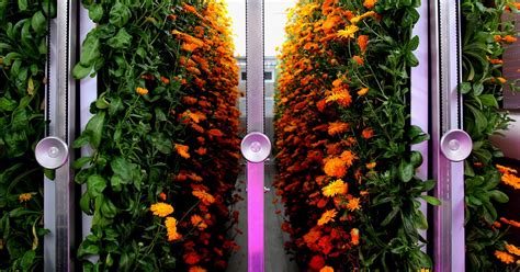 The Trendy Spendy Future Of Tech Enabled Indoor Farming Wired