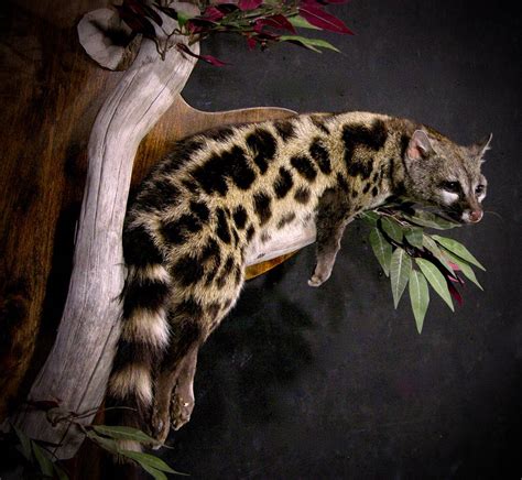 Genet Cat | AfricaHunting.com