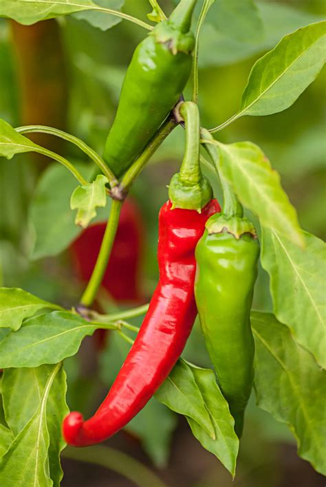 Cayenne Pepper Plant: A 7 Step Visual Guide To Growing Cayennes In Pots
