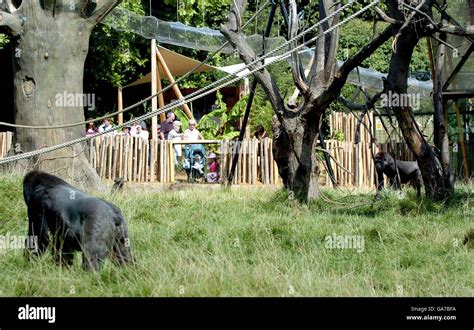 Gorillas pictured in gorilla kingdom in london zoo hi-res stock ...