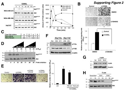 Figure S2 Cl Cd95l Induces Migration Of Tnbc Cells Through A Pi3k P110