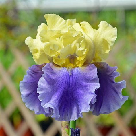 Edith Wolford Bearded Iris Iris Germanica American Meadows