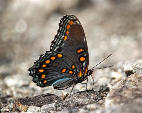 Red Spotted Purple Butterfly Fotoowl