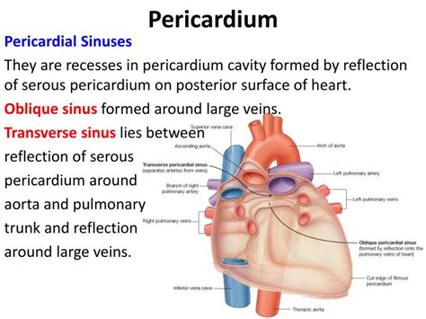 PPT - Pericardium & Heart PowerPoint Presentation - ID:4956744