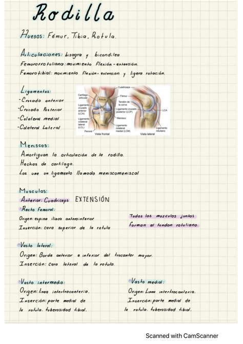 Solution Biomecanica De La Rodilla Studypool