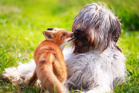 Red fox and dog stock image. Image of animal, little - 42737307