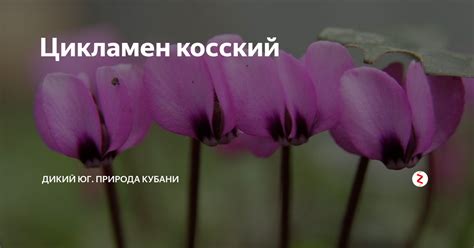 Цикламен косский | Дикий Юг - природа Юга России | Дзен
