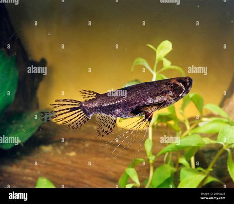 Freshwater Butterflyfish Pantodon Buchholzi Lateral Stock Photo Alamy