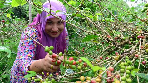 Top Ntt Masuk Daftar Provinsi Penghasil Kopi Di Indonesia Urutan