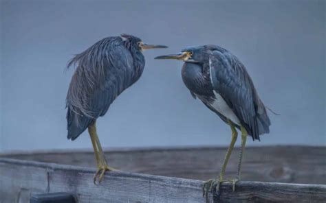 9 Different Types of Herons in North America