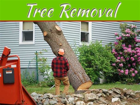 Top Ten Signs You Need Tree Removal Service Kansas City My Decorative