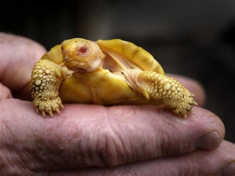 Que Belleza Celebran El Nacimiento De La Primera Tortuga Albina De