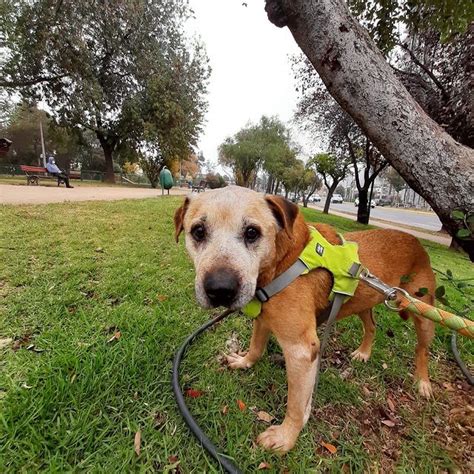 PERROS EN ADOPCIÓN ADOPCIONES CRC ÑUÑOA