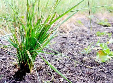 Identifier et éliminer 10 plantes adventices au jardin