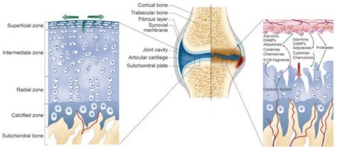 Articular Cartilage