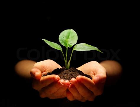 Plant In Hands Stock Photo Colourbox