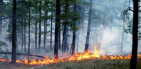 Wildland Fire Fire Stories 2011 Us National Park Service