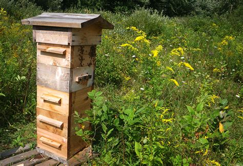 3 Hive Types And How To Choose The Right One For You Hobby Farms