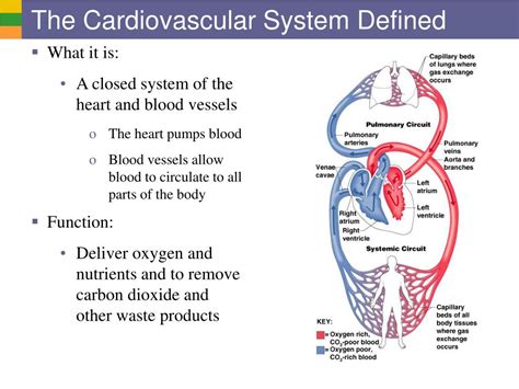 Ppt Cardiovascular System I Heart Anatomy And Physiology Powerpoint Presentation Id6333362