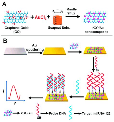 Schematic Representation Of A Synthesis Of Rgoau Nanocomposite And