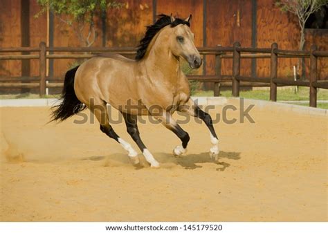 American Quarter Horse Buckskin Stallion Stock Photo Edit Now 145179520